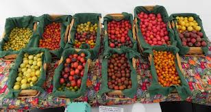 Mix Color Tomato 30 เมล็ด