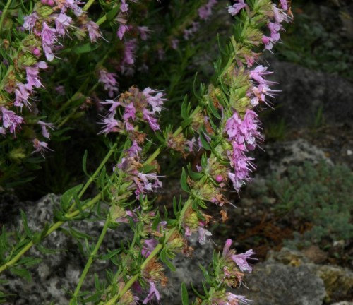 Hyssopus Hyssop Officinalis Herb Culinary