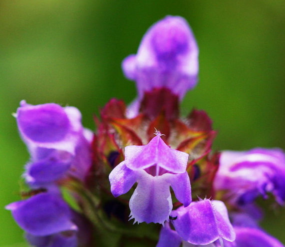 Self Heal Prunella Mix Herb common selfheal fruit-spike Garden Blue Purple