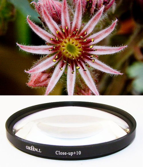 Filter Close-up +10 ช่วยแปลงเลนส์ให้ถ่ายมาโครได้ หลายขนาด