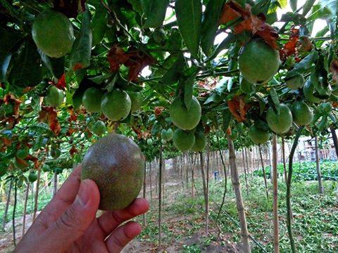 ต้นเสาวรสเสียบยอด พันธุ์ไทหนุง