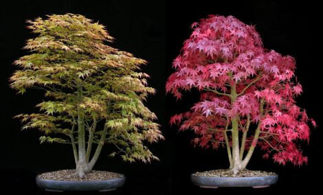 Japanese Red Maple