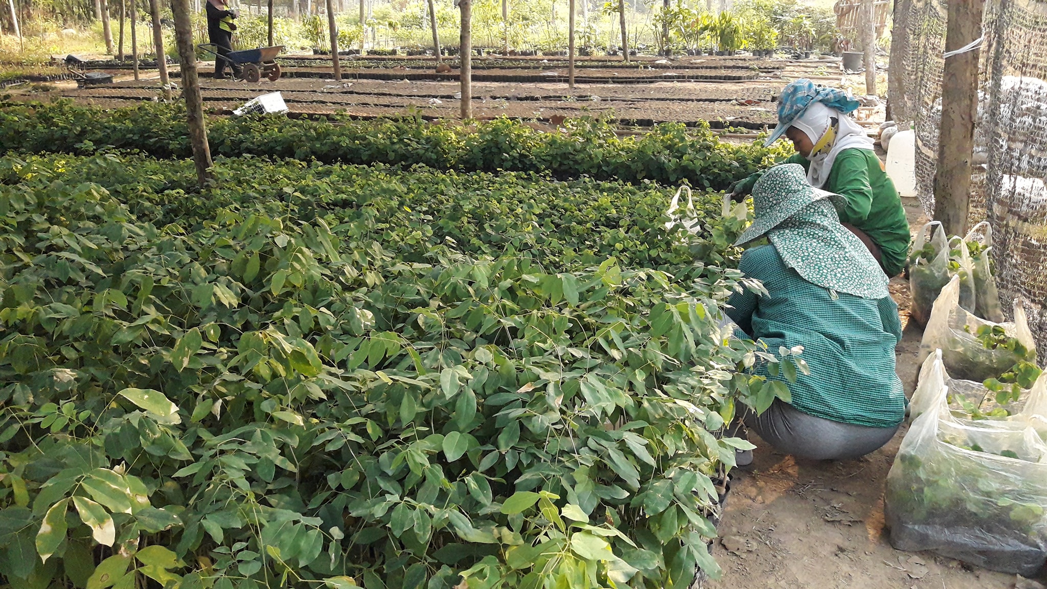 ต้นมะค่าโมง ชุดละ 100 ต้น รวมค่าส่งแล้ว