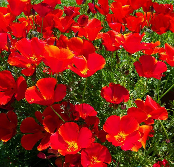 California Poppy Eschscholzia Californica Mission Bells