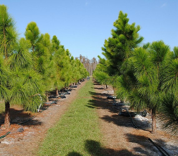 Pinus Elliottii Tree Shrub Seeds Slash Pine Bonsai Evergreen