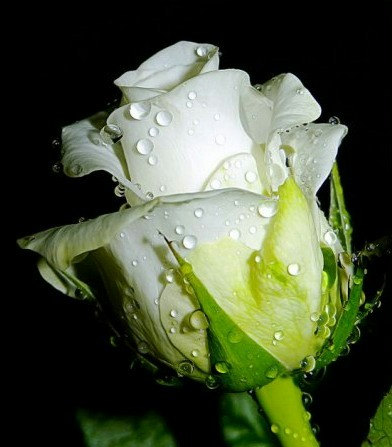 White Roses Cream Rose Breathes of Love Flower