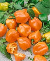 orange pepper seed เมล็ดพริกหวานสีส้ม 10 เมล็ด
