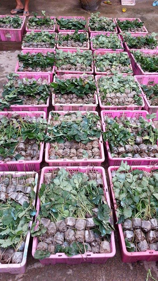 ต้นสตอเบอร์รี่พันธุ์พระราชทาน 80