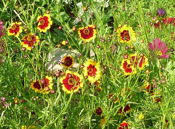 25000 เมล็ด 100 กรัม Coreopsis Basalis Tickseed Sea Dahlia Dwarf Red