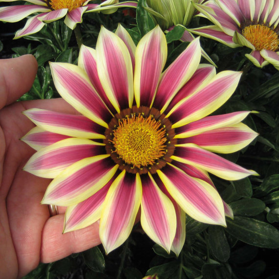 Coastal Gazania Treasure Stars Flame Treasureflower