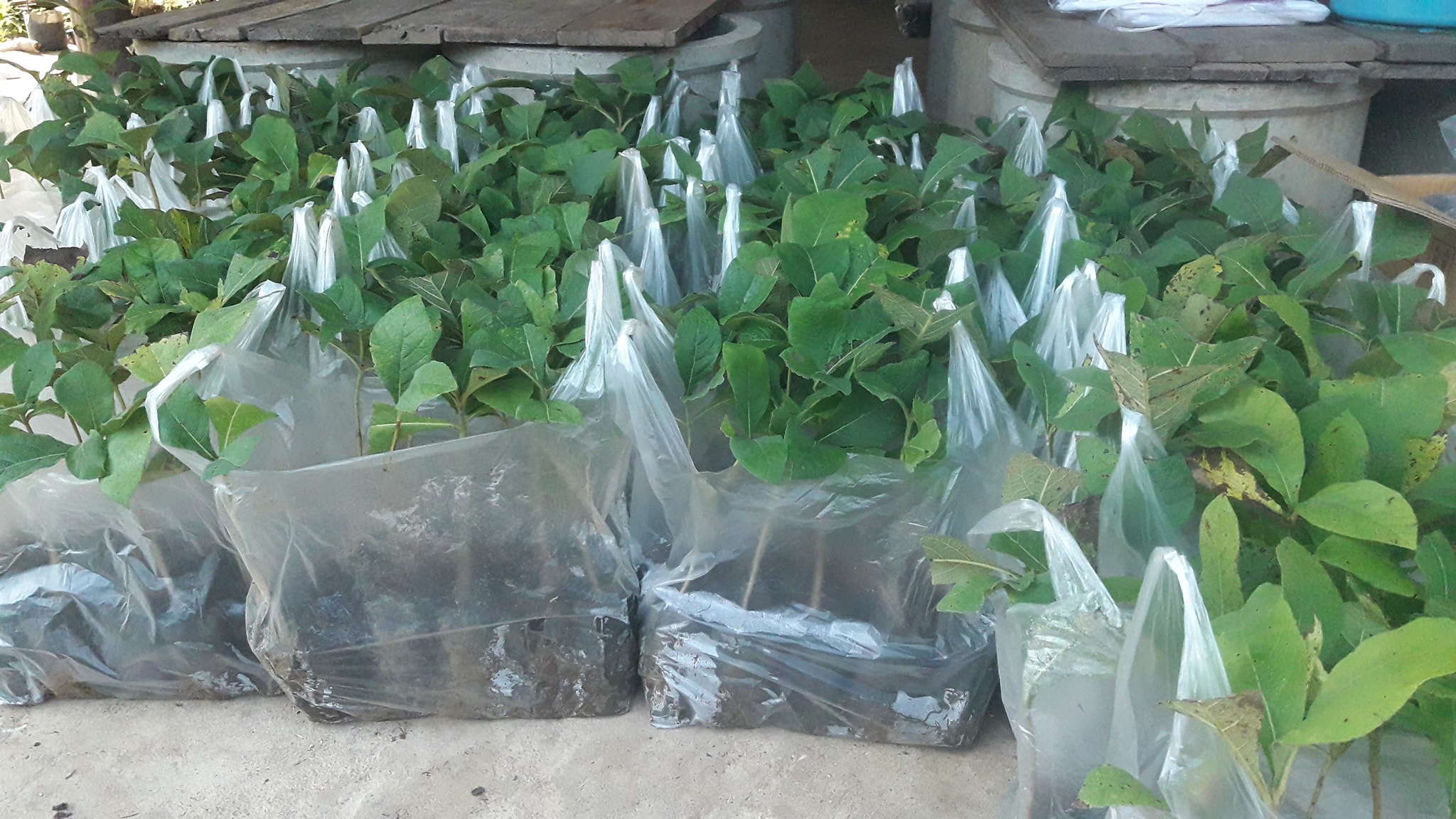 ต้นสักทอง ชุดละ 100 ต้น รวมค่าส่งแล้ว