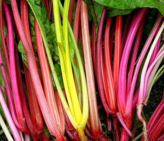 Beta vulgaris var. cicla Seeds(30) เมล็ดผัก Beta vulgaris var 30 เมล็ด