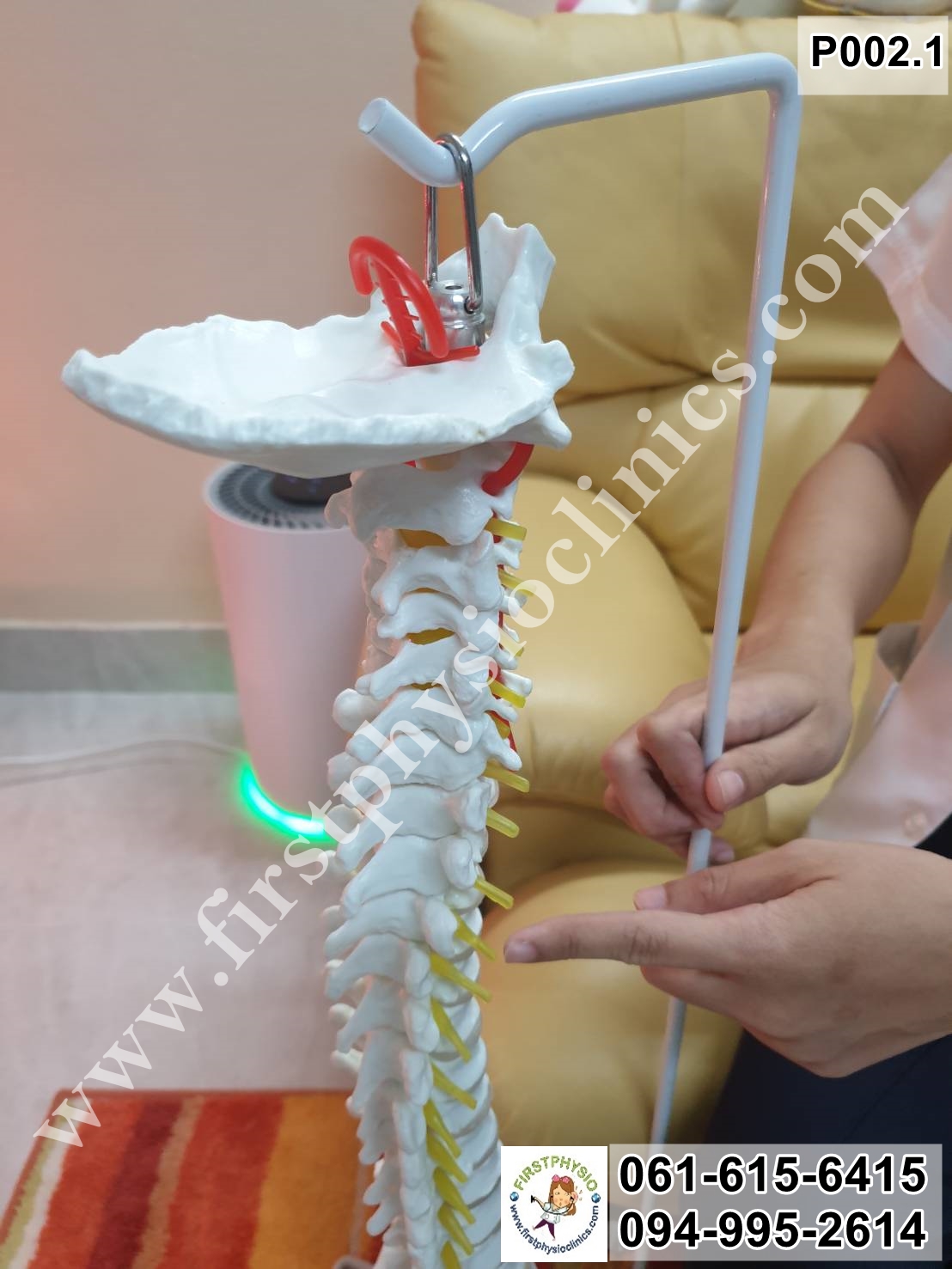 โครงกระดูกจำลอง / หุ่นจำลองโครงกระดูกสันหลัง [Skeletal Model]