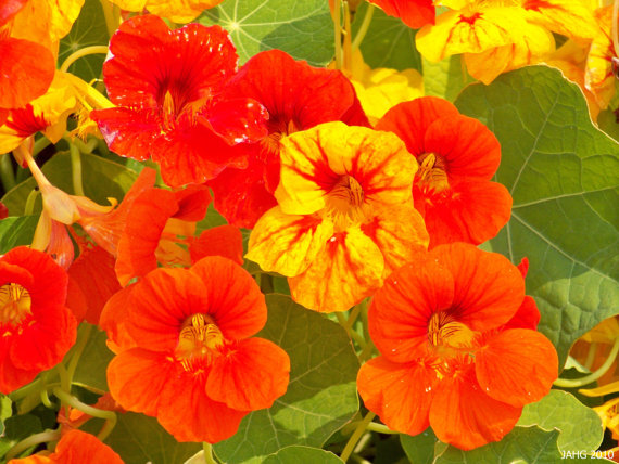 Nasturtium Tropaeolum Canary Creeper Canarybird Mashua