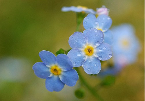 20000 เมล็ด 100 กรัม Forget Me Not Myosotis Garden