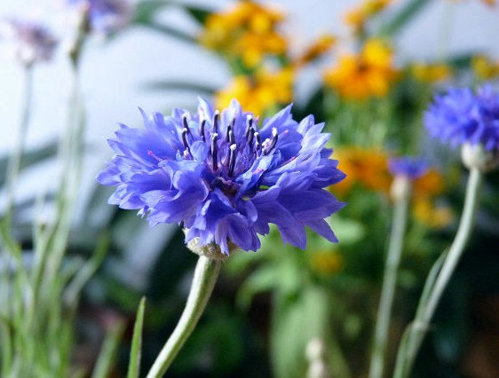 20000 เมล็ด 100 กรัม Centaurea Cornflower mixed flower