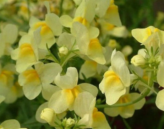 Antirrhinum majus Snapdragon Creamy Yellow