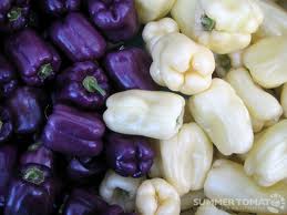 purple bell peppers seed พริกหวานม่วง 10 เมล็ด