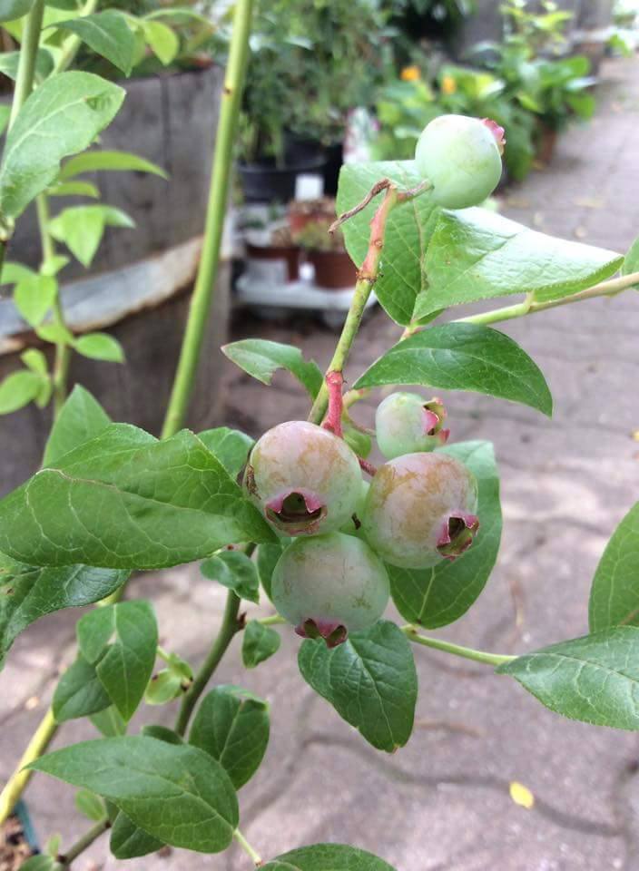 ต้นบลูเบอร์รี่ (Blueberry)
