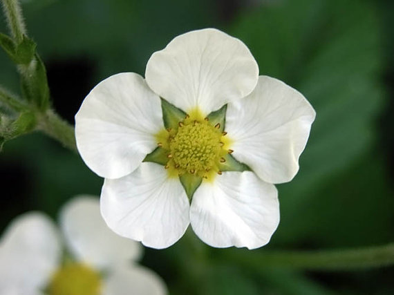 Wild strawberry seeds RUGIA