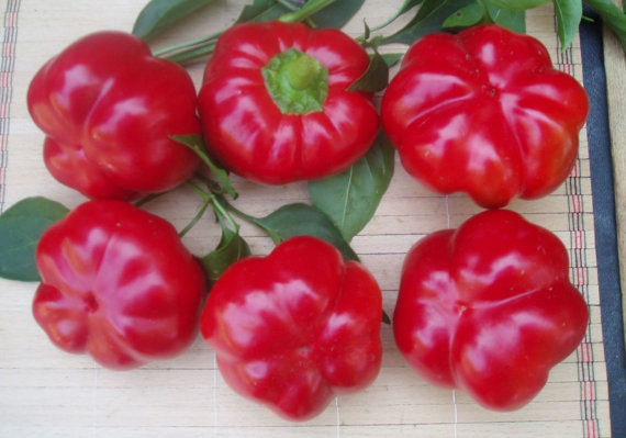 Sweet Pepper seeds vegetable Gingerbread Man seeds early
