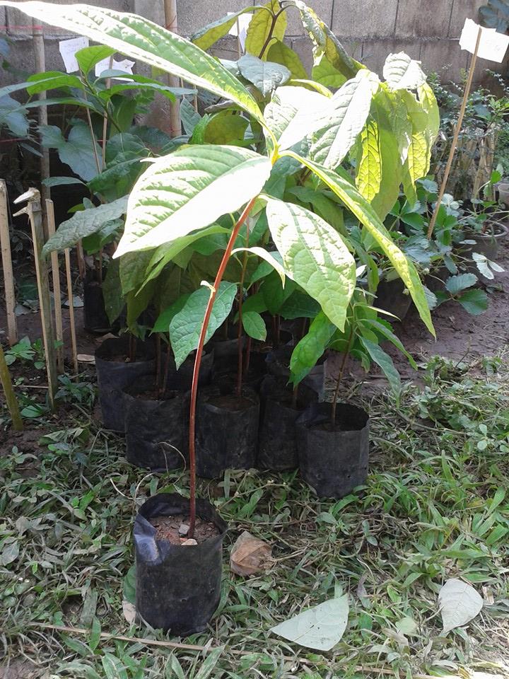 ต้นอาโวคาโดพันธุ์แฮส Avocado Hass