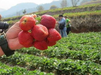 ต้นสตอเบอร์รี่พันธุ์พระราชทาน 80