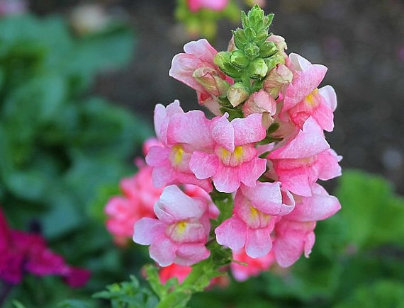 Antirrhinum majus Snapdragon Pink Garden Flower