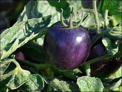 50000 เมล็ด 100 กรัม Tomato Lycopersicon Esculentum Cherry Tomatoes