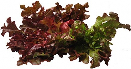 ผักสลัดเรดโอ๊ค Red Oak Lettuce