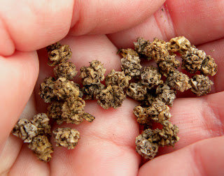Beta vulgaris var. cicla Seeds(30) เมล็ดผัก Beta vulgaris var 30 เมล็ด