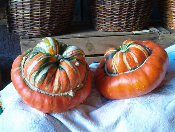 BISCHOFSMUTZE turks turban gourd