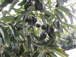 ต้นอาโวคาโดพันธุ์แฮส Avocado Hass