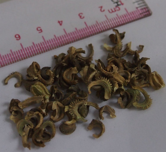 100 กรัม 7500 เมล็ด Calendula officinalis Pot English Marigold Orange