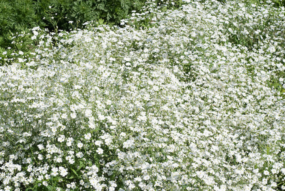 100 กรัม 100,000 เมล็ด Gypsophila White Baby's Babys Breath