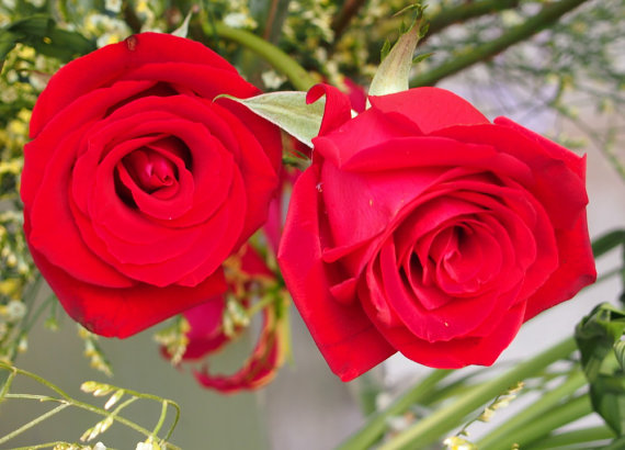 Red Roses Fire Bush Rose Garden Double Flower