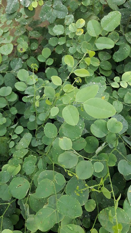 ต้นพยุงไทย ชุดละ 100 ต้น รวมค่าส่งแล้ว