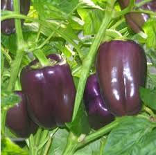 purple bell peppers seed พริกหวานม่วง 10 เมล็ด