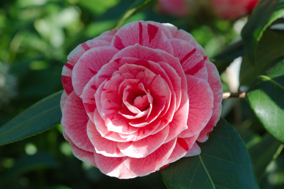 Camellia japonica Japanese camellia Tea Flower Rose