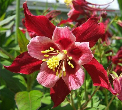 Aquilegia Caerulea Songbird Columbine Giant Red