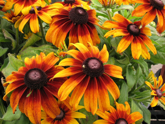 166000 เมล็ด 100 กรัม Rudbeckia Yellow Golden flower Black Eyed Susan