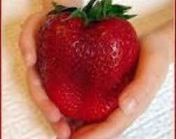 GIANT STRAWBERRY FRAGARIA ANANASSA .L(20) สตเบอร์รี่ใจแอ้น FRAGARIA ANANASSA .L พันธุ์ 20 เมล็ด