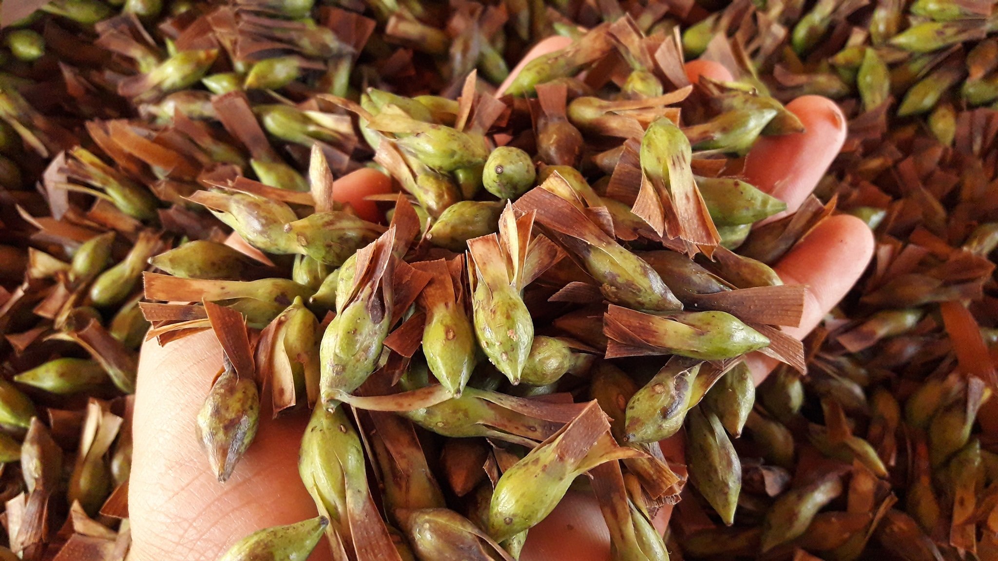 พยอม เมล็ด 1 บาท