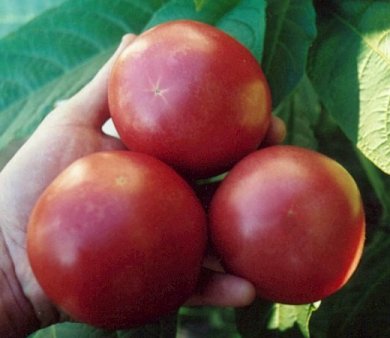 Ball Purple Tomato 20 เมล็ด