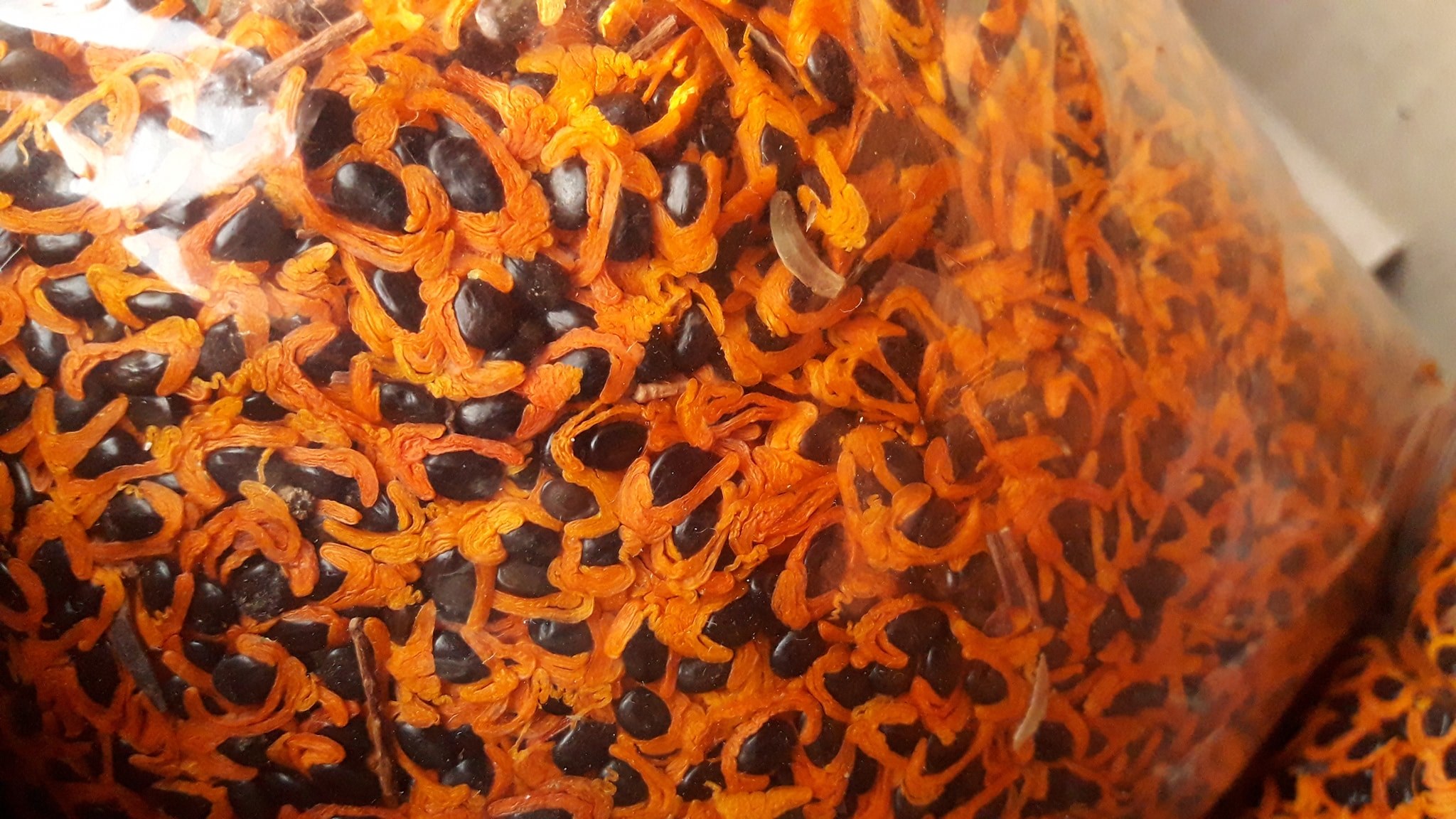 กระถินเทพา กิโลกรัมละ 1800 บาท