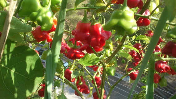 Wind Bell ornamental pepper seed เมล็ดพริกประดับ 10 เมล็ด