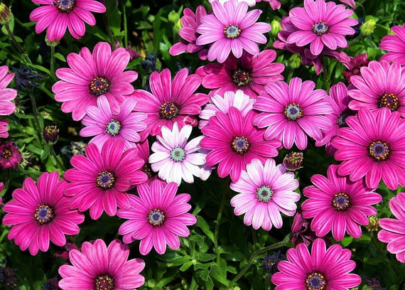Dimorphotheca Sinuata African Daisy Purple Pink Gold Yellow Red Mixed Colors Garden Flower