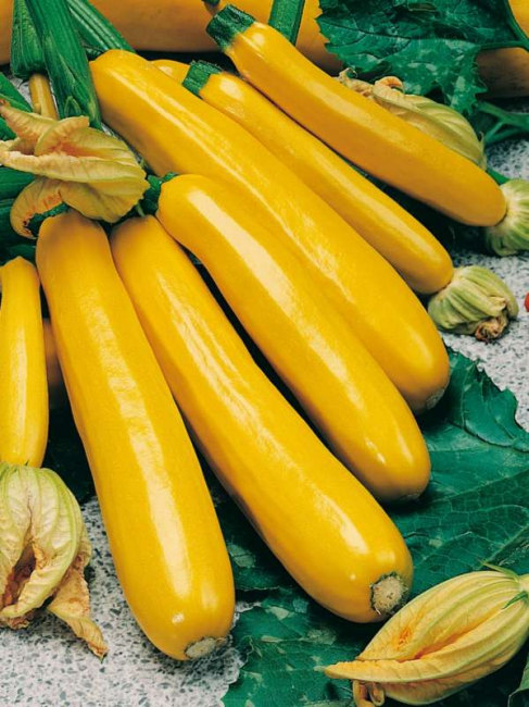 Squash Zucchini seeds Svitozar