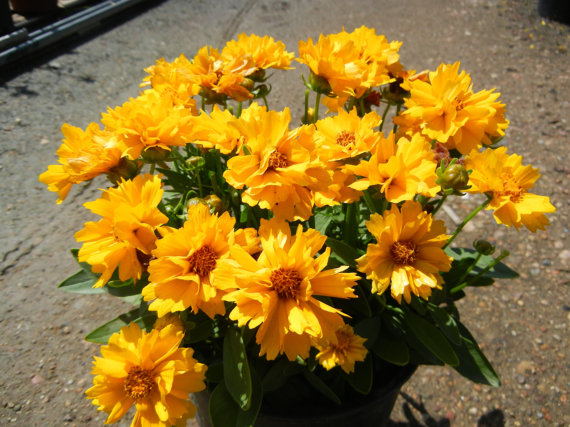 Coreopsis Sunray Tickseed Flower