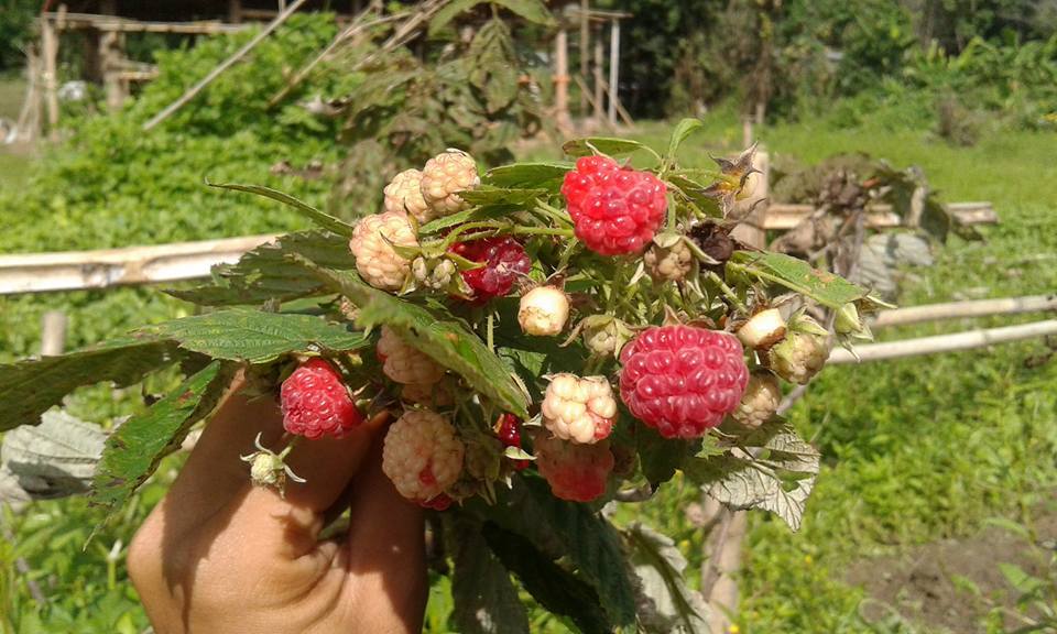 ต้นเรดราสเบอร์รี่ Redraspberry พันธุ์ Amity